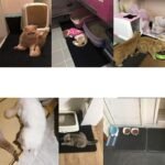 Tappetino Lettiera Gatti di uscita Tappeto nido d'ape casa igenica impermeabile - immagine 7